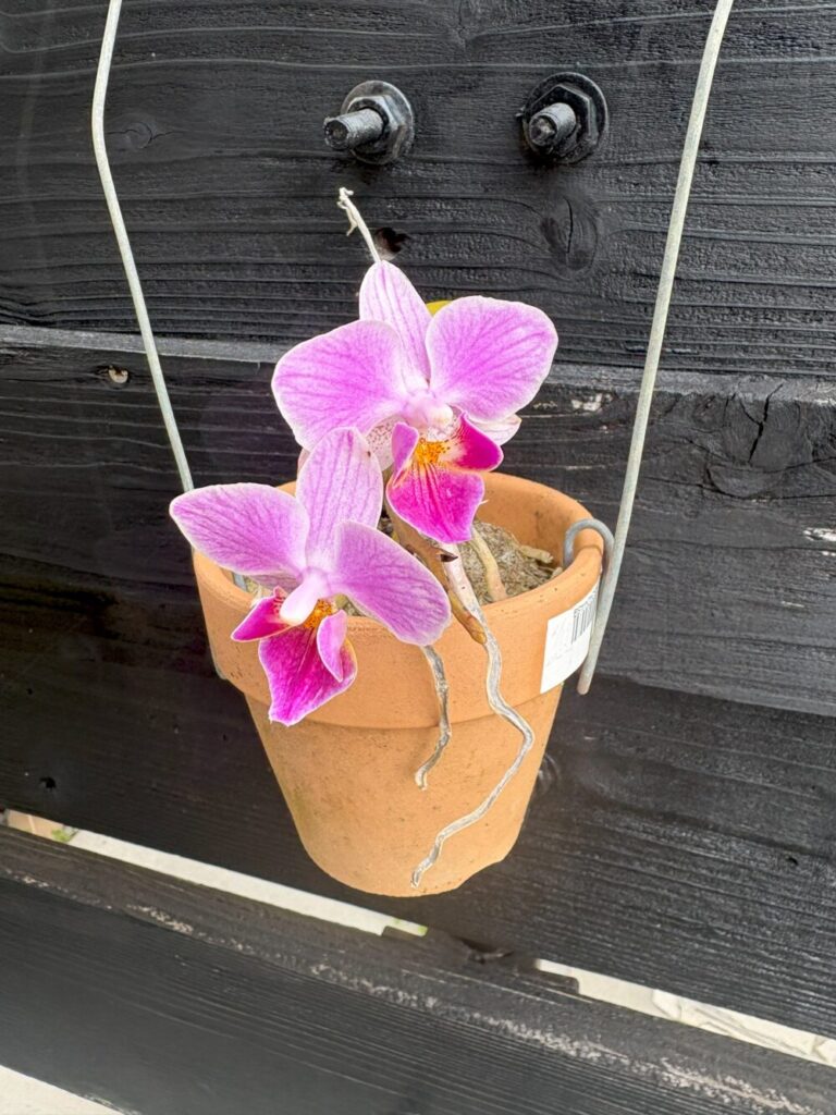 お寺の花々✨ - No Image