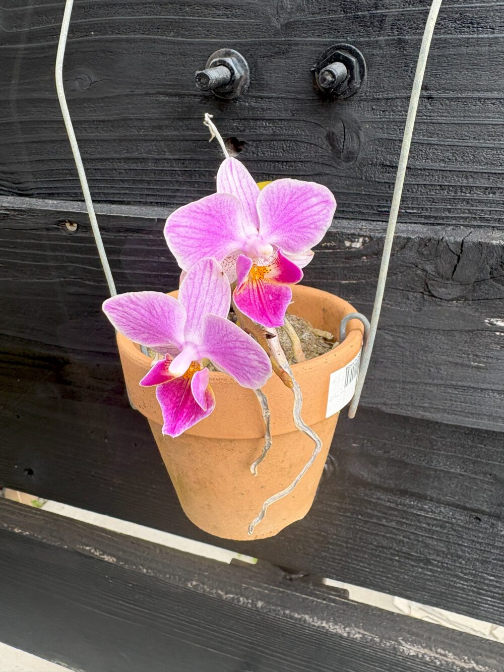 お寺の花々✨